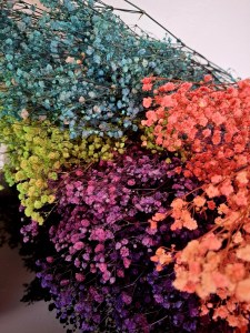 gypsophila vsetky farby 28